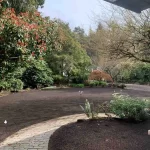 yard restoration Mukilteo Washington 3