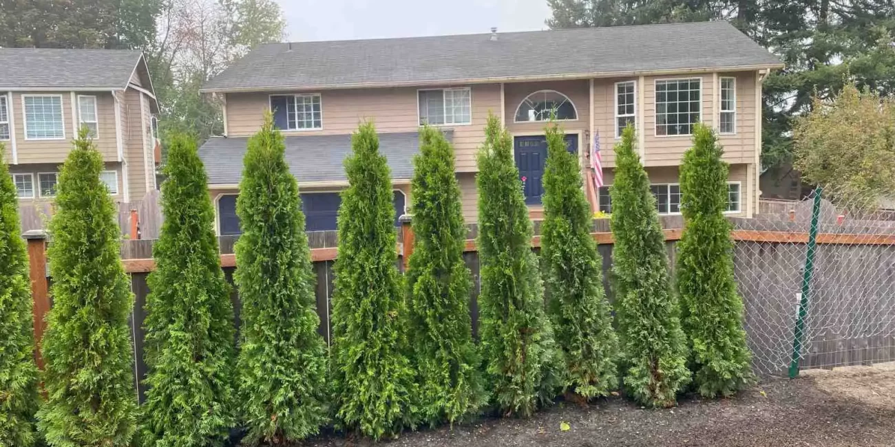 grading job tree installation marysville washington 9