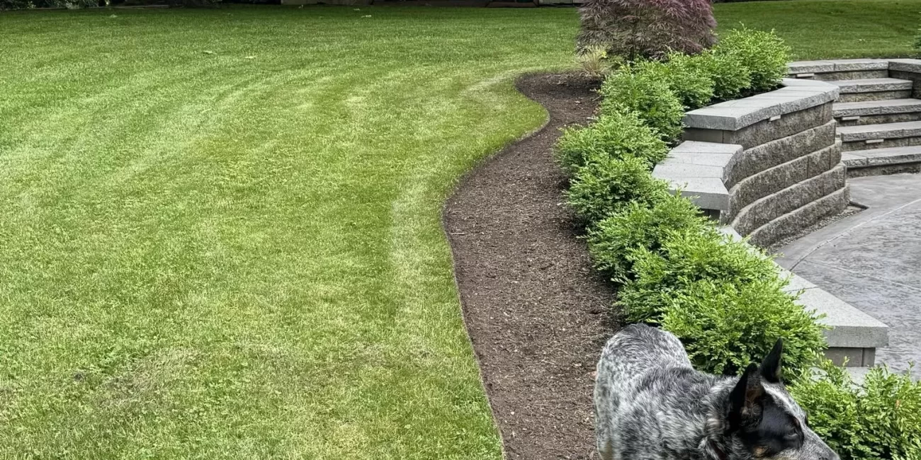 dog standing beside the yard